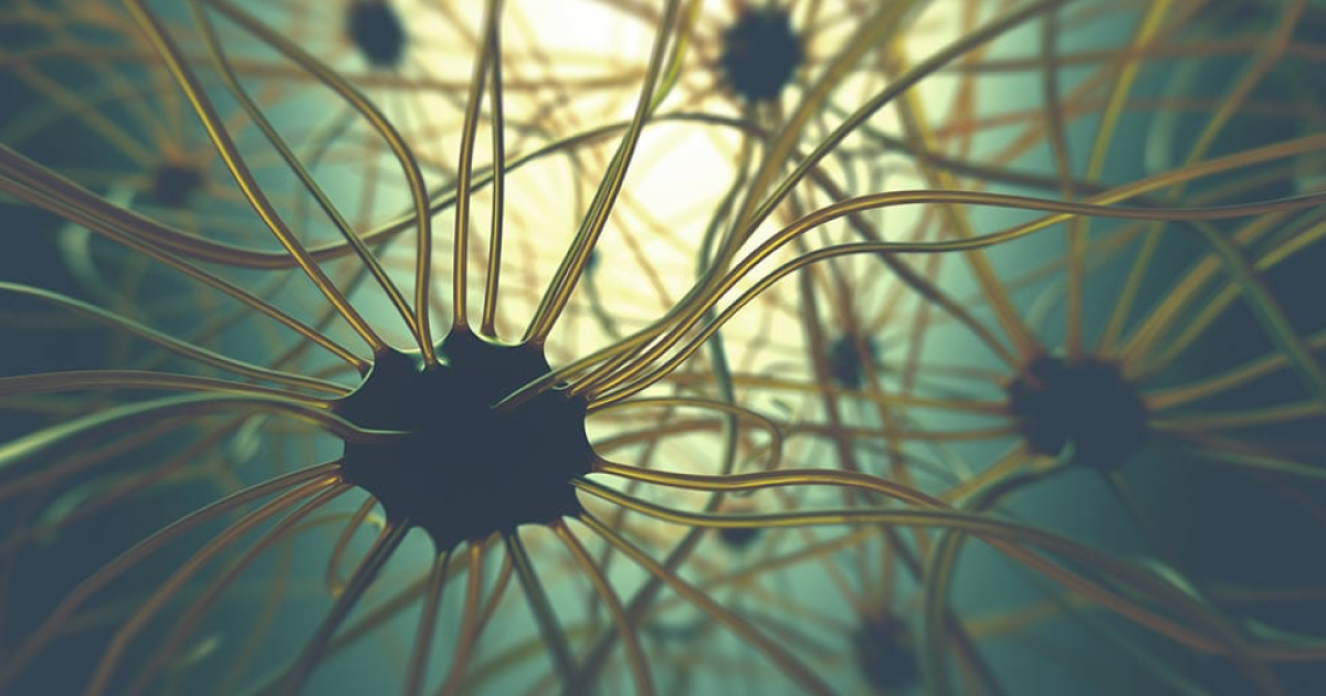 Neurons